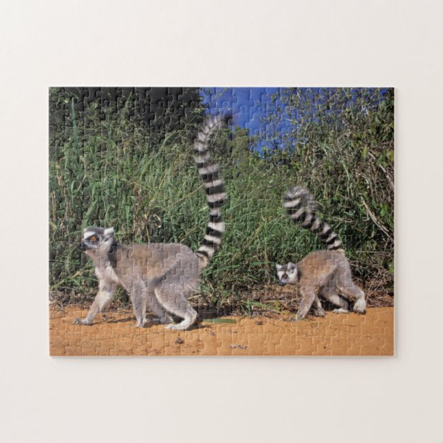 Lemuren (Lemur Catta), Berenty (Horizontal)