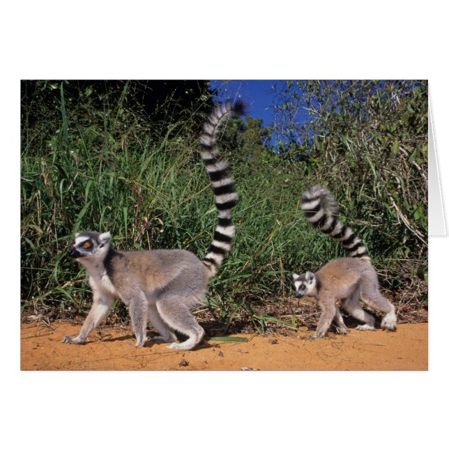 Lemuren (Lemur Catta), Berenty (Vorderseite (Horizontal))