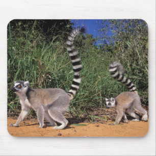 Lemuren (Lemur Catta), Berenty Mousepad