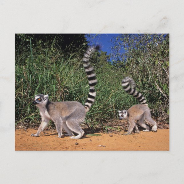 Lemuren (Lemur Catta), Berenty Postkarte (Vorderseite)