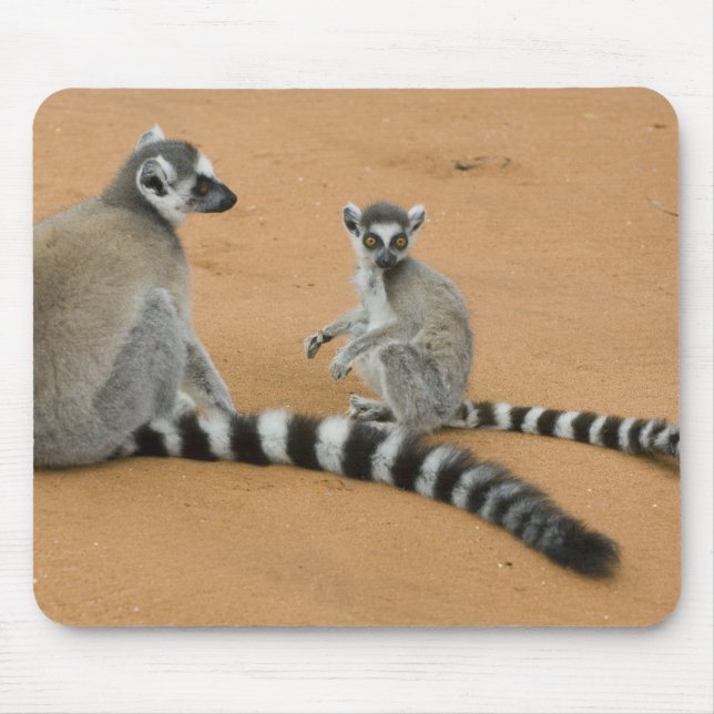 Lemuren, Ringelschwanz, Berenty Mousepad (Vorne)