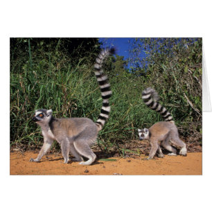 Lémuriens à queue annelée (Lemur Catta), Berenty