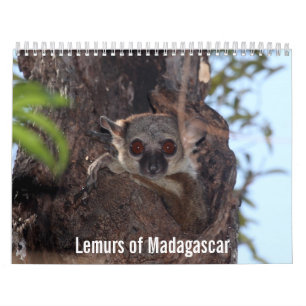 Lémurs de calendrier du Madagascar
