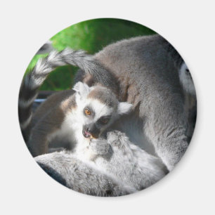 Lemurs-Essen Magnet