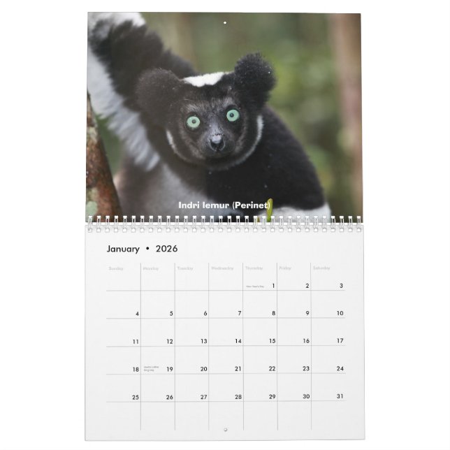 Lemurs von Madagaskar-Kalender Kalender (Jan 2026)
