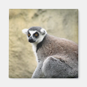 Lemurstarre Magnet