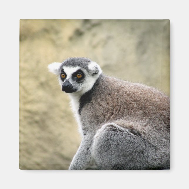 Lemurstarre Magnet (Vorne)