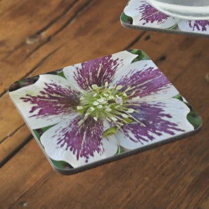 Lenten Rose Hellebore Floral Getränkeuntersetzer