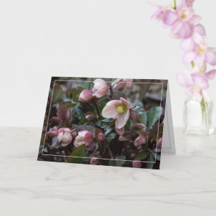 Lenten-Rose Karte