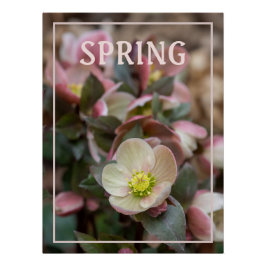 Lenten Rose SPRING Poster