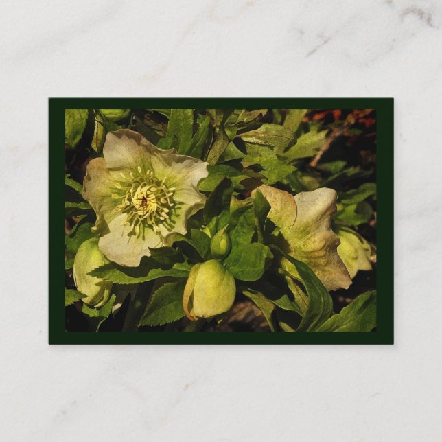 Lenten RoseHellebore ATC Visitenkarte (Vorderseite)