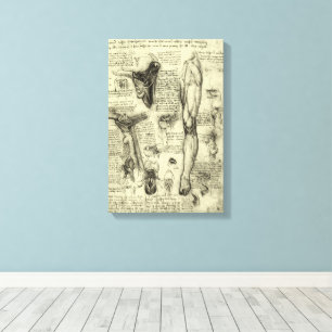 Leonardo da Vinci Vintage menschliche Anatomie Keh Leinwanddruck