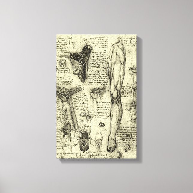 Leonardo da Vinci Vintage menschliche Anatomie Lar Leinwanddruck (Vorderseite)