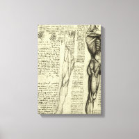 Leonardo da Vincis menschliche Anatomie männliche 