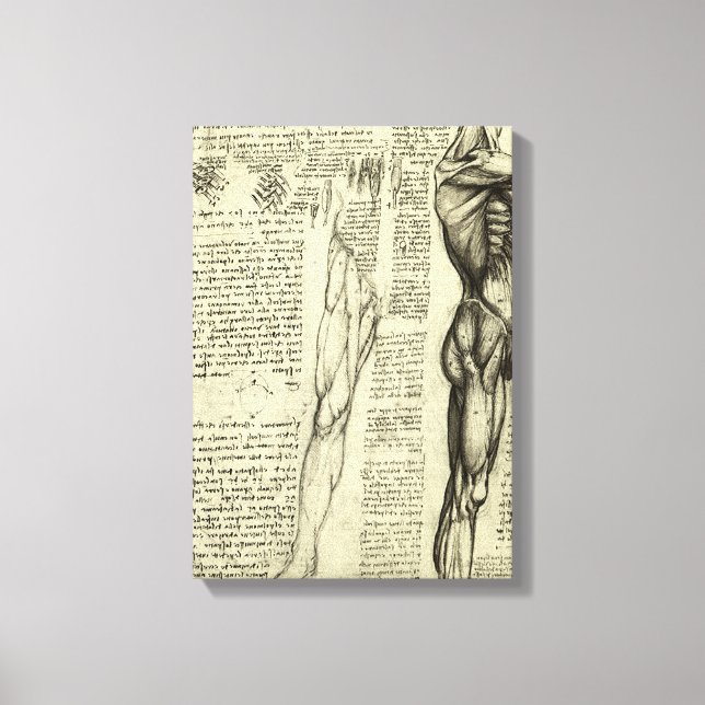 Leonardo da Vincis menschliche Anatomie männliche  Leinwanddruck (Vorderseite)