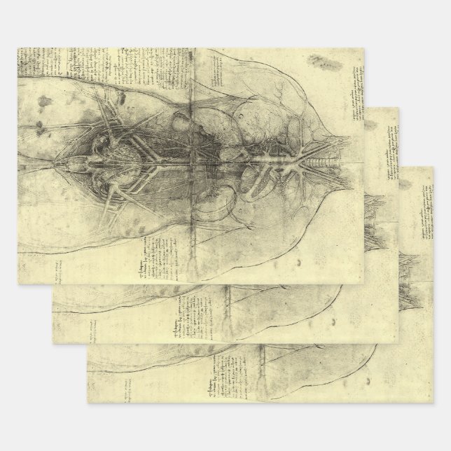Leonardo da Vincis menschliche Anatomie, weibliche Geschenkpapier Set (Set)