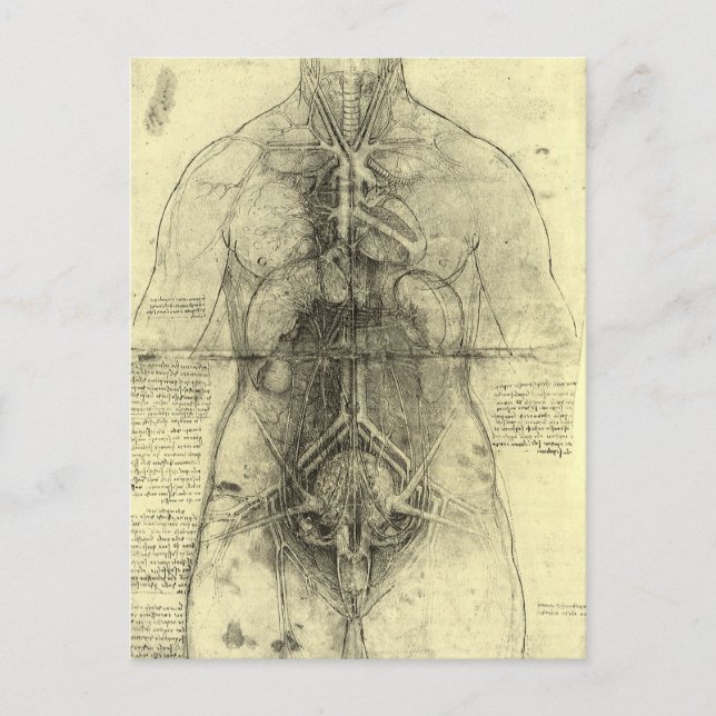 Leonardo da Vincis menschliche Anatomie, weibliche Postkarte (Vorderseite)