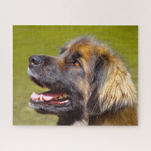 Leonberger Dog Breed Jigsaw.