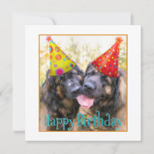 Leonberger Happy Geburtstag
