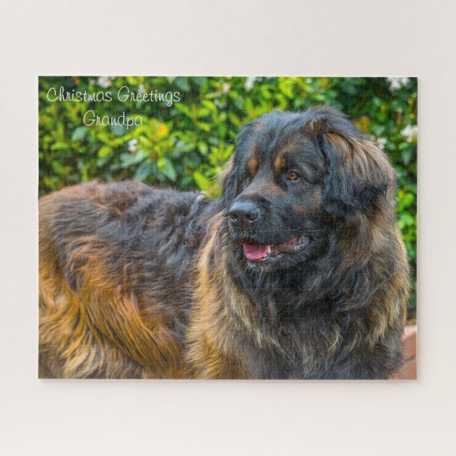 Leonberger Hund. (Horizontal)