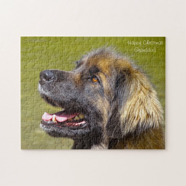 Leonberger Hund. (Horizontal)