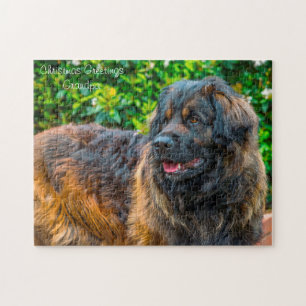 Leonberger Hund.