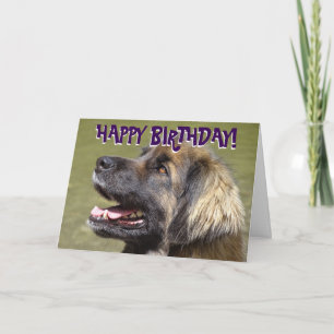 Leonberger Hundegeburtstagskarte Karte