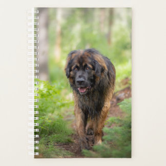 Leonberger Planer
