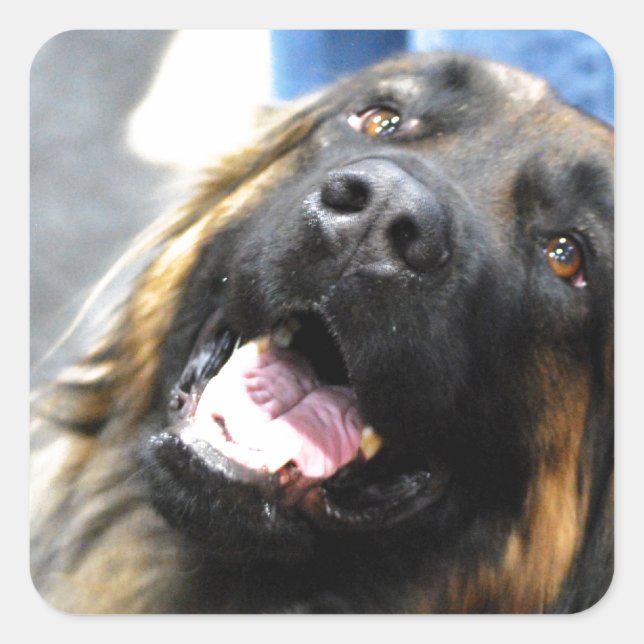 Leonberger Stickers (Vorderseite)
