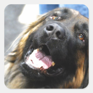 Leonberger Stickers