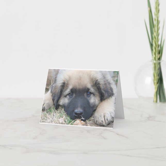 Leonberger Welpe freier Raum Notecard Karte (Vorderseite)