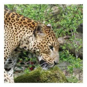 Leopard20151003 Fotodruck