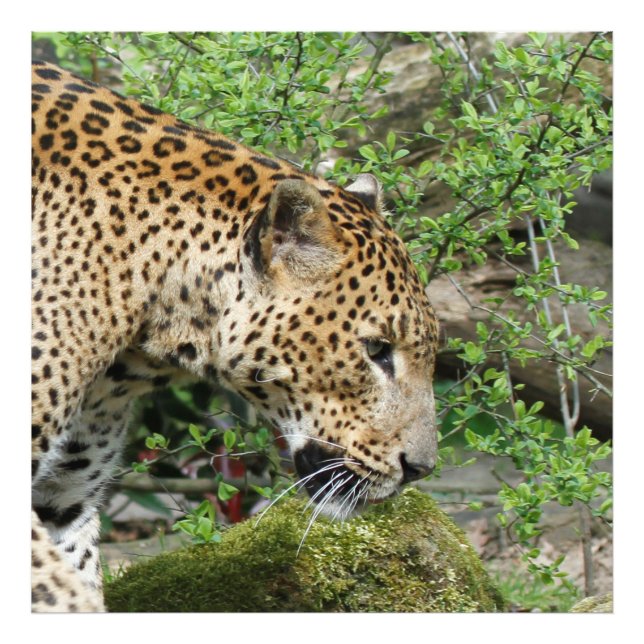 Leopard20151003 Fotodruck (Vorne)