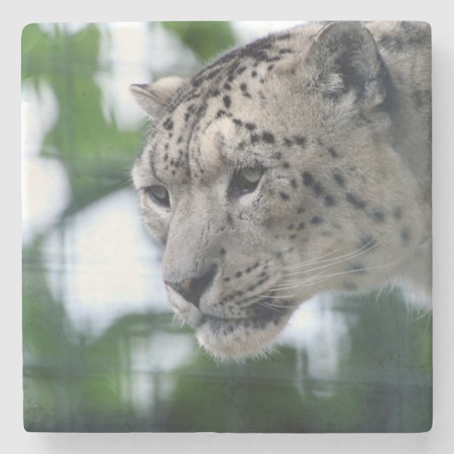 Leopard 003 steinuntersetzer (Vorderseite)