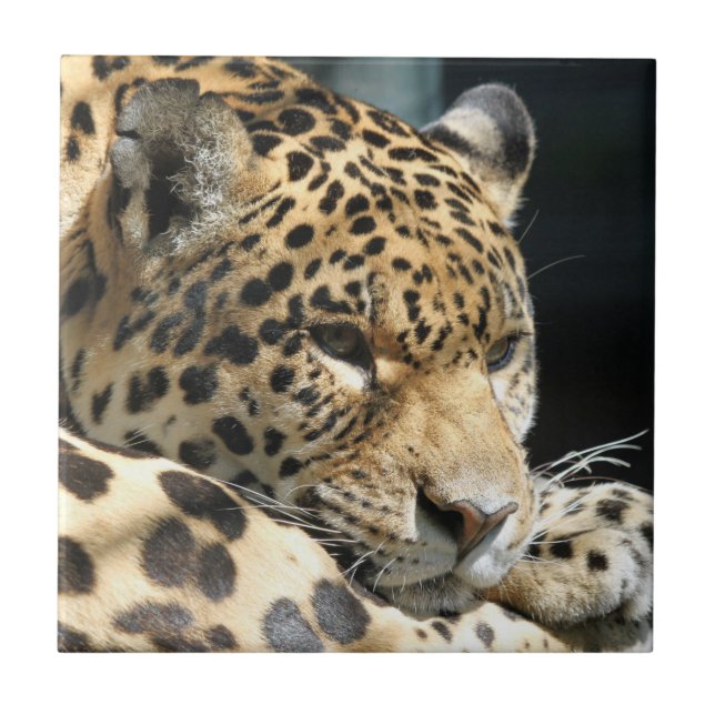 Leopard 004 fliese (Vorderseite)