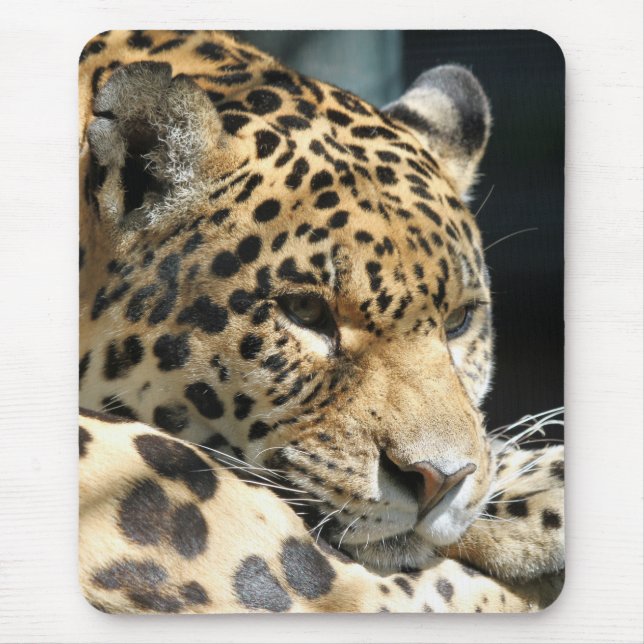 Leopard 004 mousepad (Vorne)
