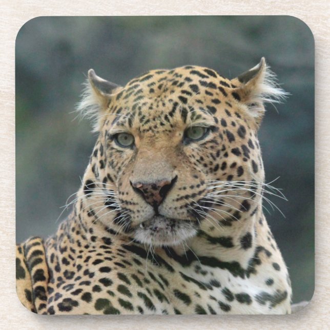 Leopard 006 getränkeuntersetzer (Vorderseite)