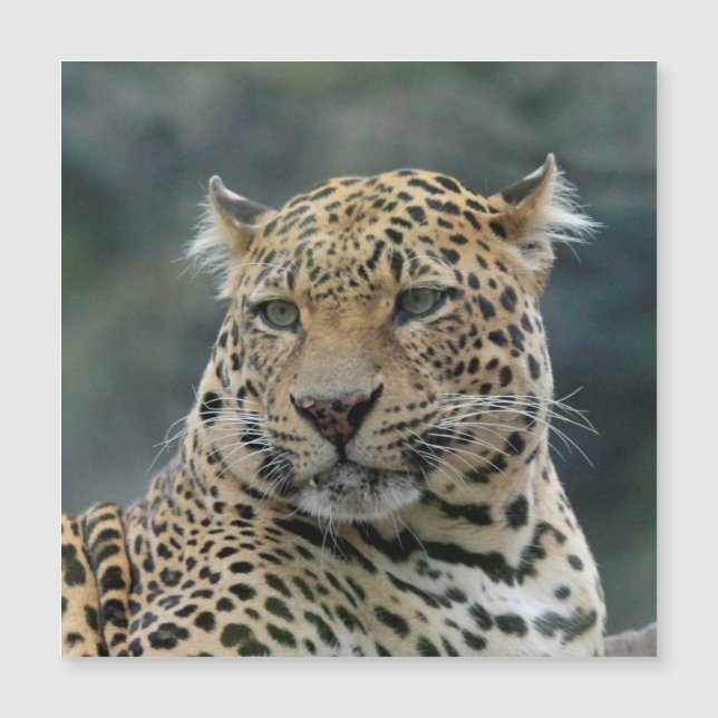 Leopard 006 magnetkarte (Vorderseite)