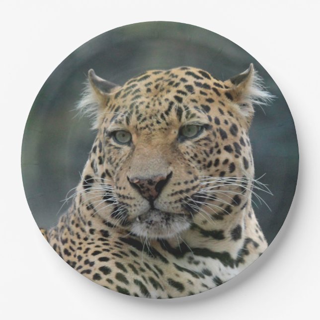 Leopard 006 pappteller (Vorderseite)