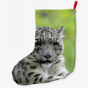 Leopard_2015_0310 Großer Weihnachtsstrumpf