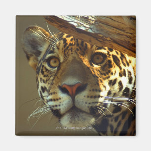 Leopard 2 magnet