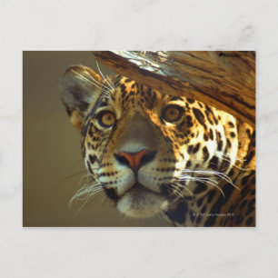 Leopard 2 postkarte