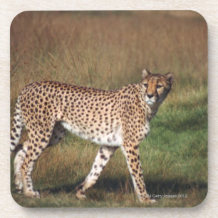 Leopard 3 getränkeuntersetzer