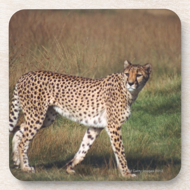 Leopard 3 getränkeuntersetzer (Vorderseite)