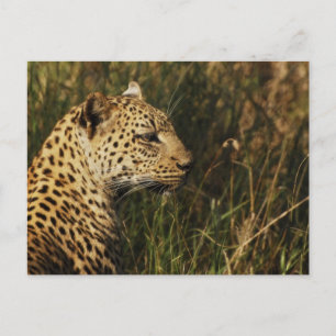 Leopard (Alarm & Aufsitzen) wilde Postkarten von T