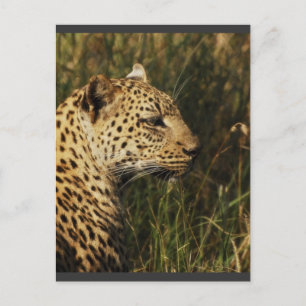 Leopard (Alarm & Aufsitzen) wilde Postkarten von T