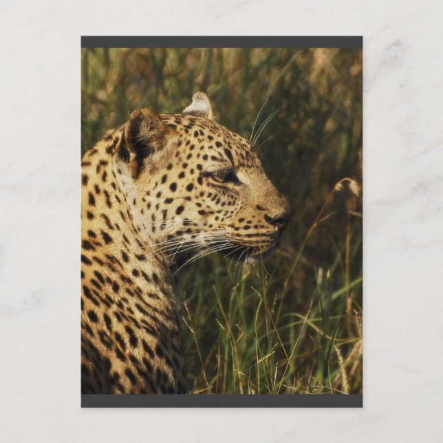 Leopard (Alarm & Aufsitzen) wilde Postkarten von T (Vorderseite)