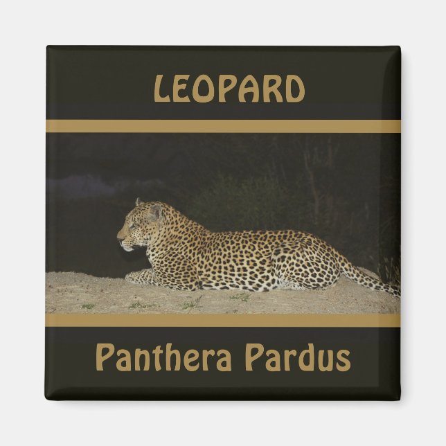 Leopard allongé sur la rive du sable magnets de la (Devant)