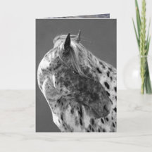 Leopard Appaloosa Horse Grußkarte