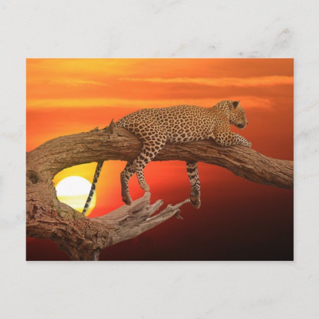 Leopard au coucher du soleil carte postale (Devant)